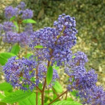 Ceanothus delileanus 'Henri Défosse'