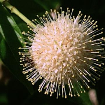 Cephalanthus occidentalis