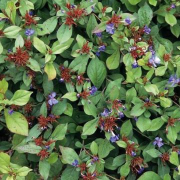 Ceratostigma plumbaginoides
