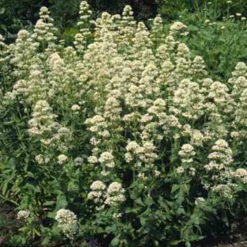 Centranthus ruber 'Albus'