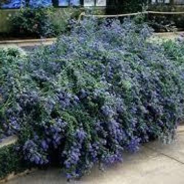 Ceanothus thyrsiflorus 'Repens'