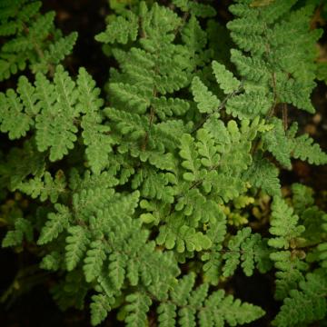 Cheillanthes lanosa 'Cimbra'