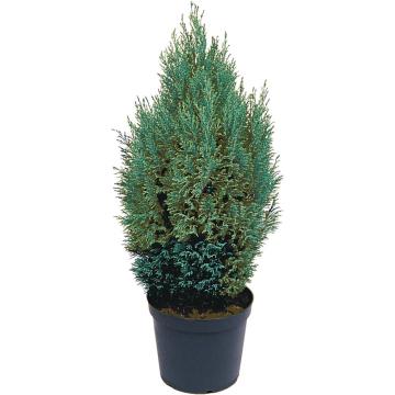 Chamaecyparis law. 'Ellwoodii'