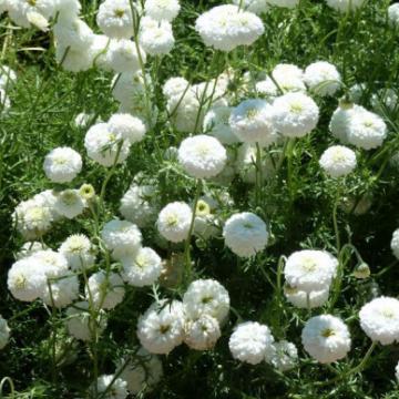 Chamaemelum nobile 'Ligulosum'