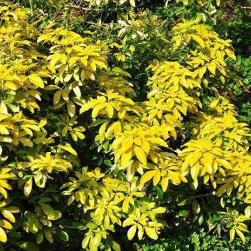 Choisya ternata 'Sundance'