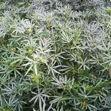 Choisya ternata 'White Dazzler'