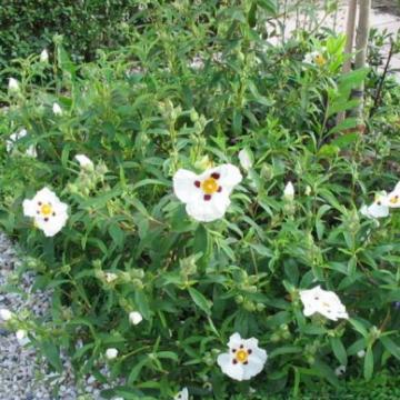 Cistus aguilarii (x) 'Immaculatus'