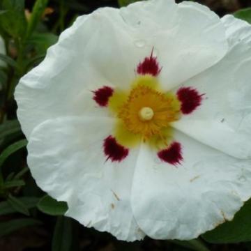 Cistus dansereaui (x)