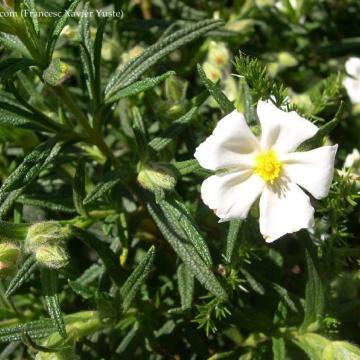 Cistus monspeliensis