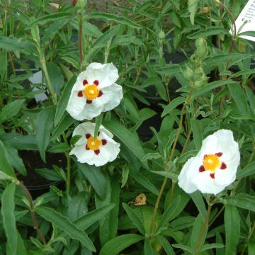 Cistus purpureus (x) 'Alan Fradd'