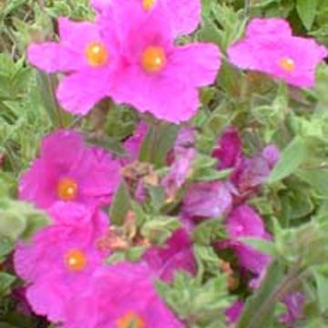 Cistus pulverulentus (x) 'Sunset'