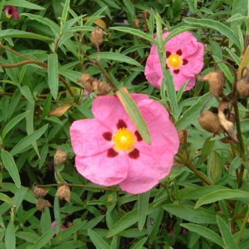 Cistus purpureus (x)