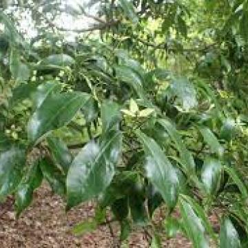Cornus angustata 'Empress of China'