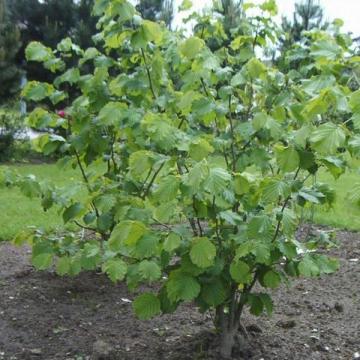Corylus avellana 'Webb's Prize Cob'