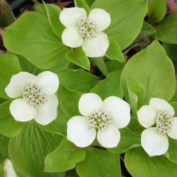 Cornus canadensis
