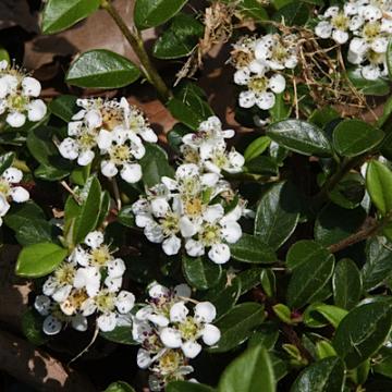 Cotoneaster dammeri