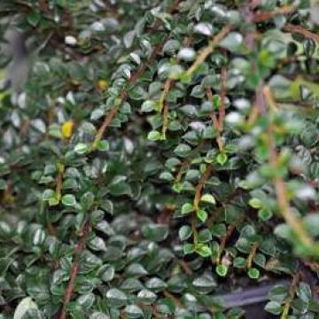 Cotoneaster horizontalis