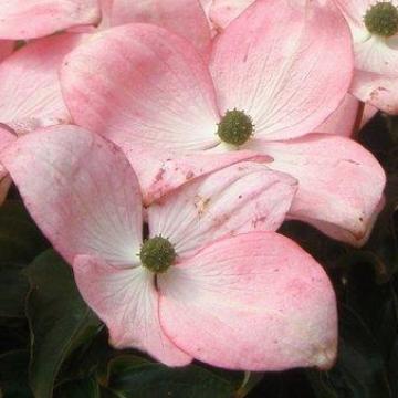Cornus kousa 'Satomi'
