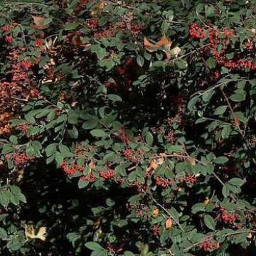 Cotoneaster lacteus