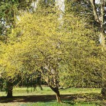 Cornus mas