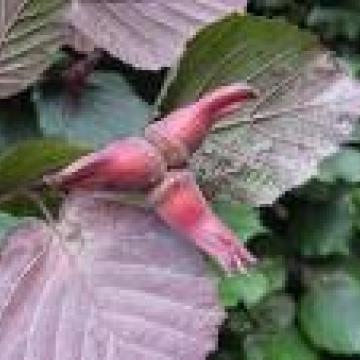 Corylus maxima 'Purpurea'