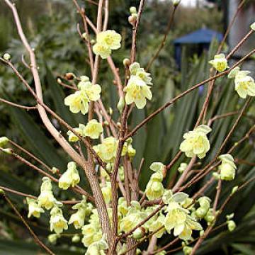 Corylopsis pauciflora