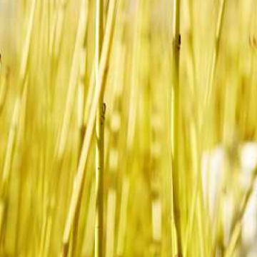 Cornus sericea 'Flaviramea'