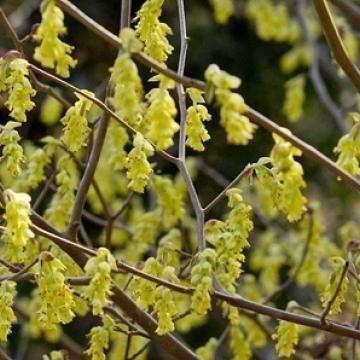Corylopsis spicata