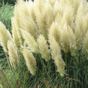 Cortaderia selloana 'Pumila'