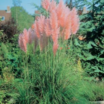 Cortaderia selloana 'Rosea'