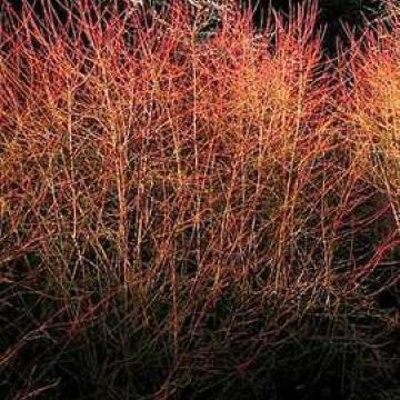 Cornus sanguinea 'Winter Beauty'