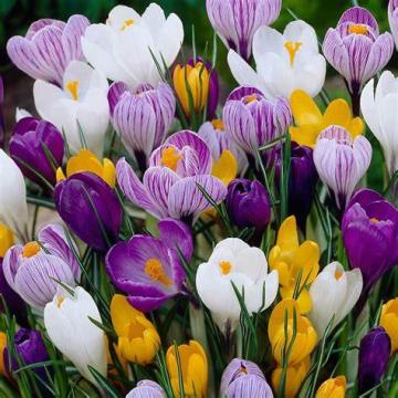 Crocus mix