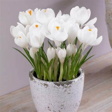 Crocus 'Jeanne d'arc' b