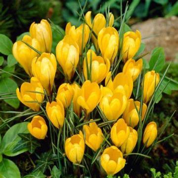 Crocus 'Yellow'
