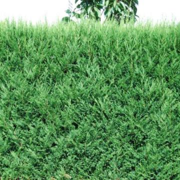 Cupressocyparis leylandii