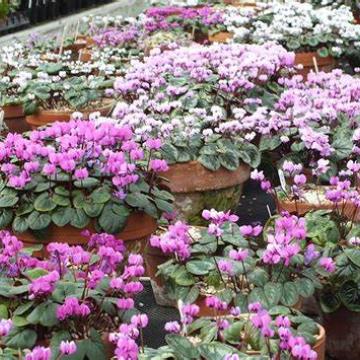 Cyclamen coum