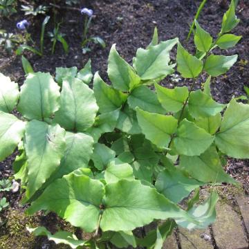 Cyrtomium fortunei 'Clivicola'