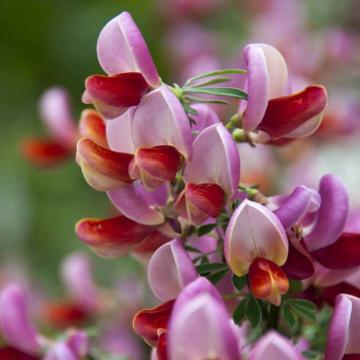 Cytisus praecox 'Red Lena'