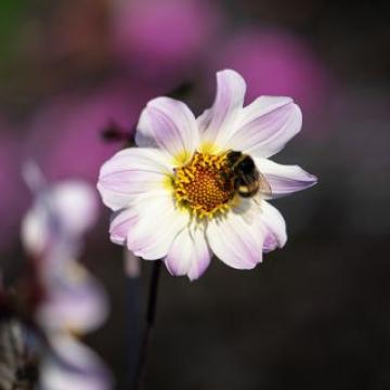 Dahlia Dalina Maxi mix