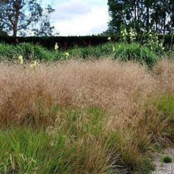 Deschampsia cespitosa 'Goldschleier'
