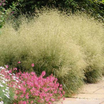 Deschampsia cespitosa 'Goldtau'
