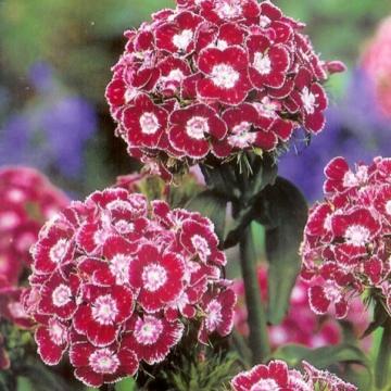 Dianthus barbatus 'Heimatland'