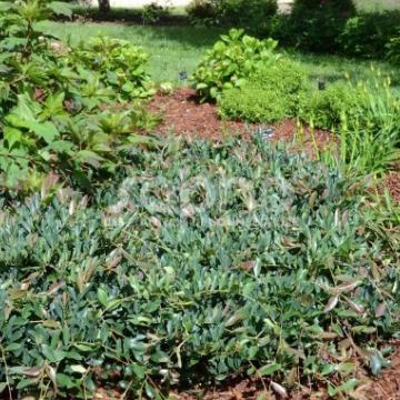 Distylium myricoides 'Blue Cascade'