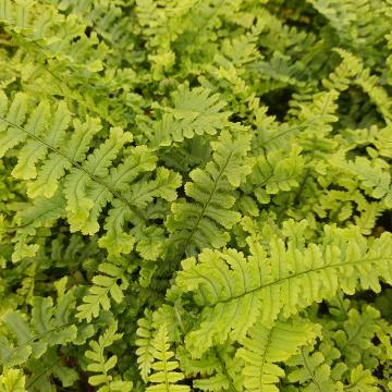 Dryopteris affinis 'Cristata The King'