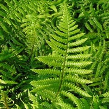 Dryopteris affinis