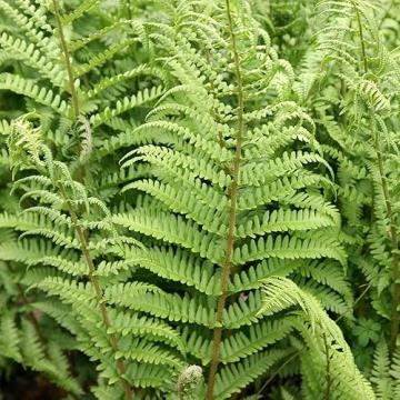 Dryopteris filix-mas 'Mexica'