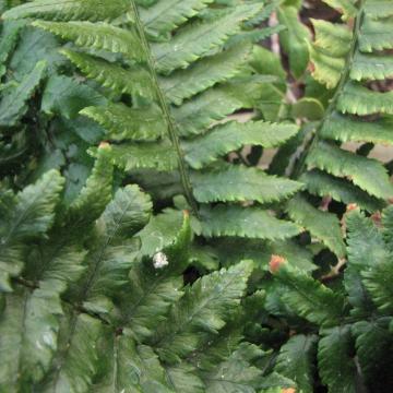 Dryopteris filix mas 'Lin Polydactyla'