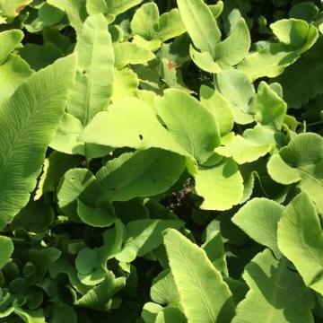 Dryopteris sieboldii