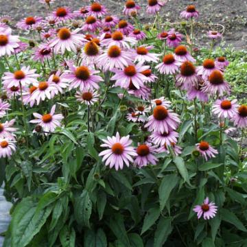Echinacea purpurea