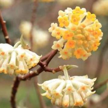 Edgeworthia chrysantha 'Grandiflora'